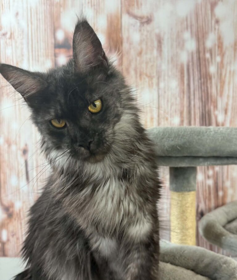 Rada Black Smoke female Maine Coon