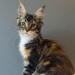 Rita-Female