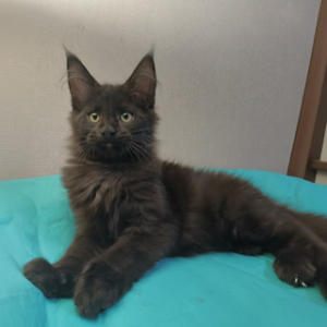 Molli-Female
