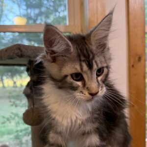 Mitts-Male