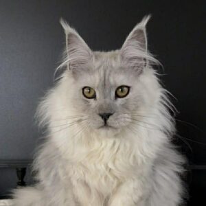 Roxie-Male