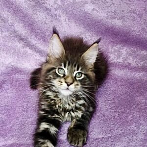 Casper-Male