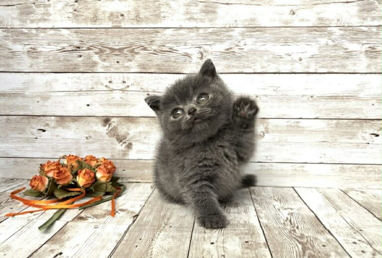 a cat offering a hi gesture