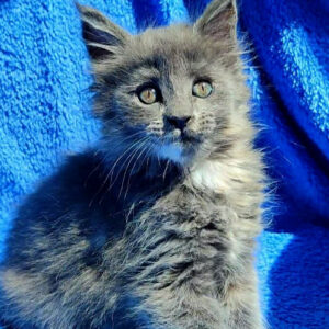 Roxy-Female