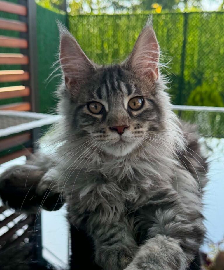 Silver Tabby Maine Coon kitten