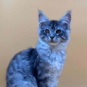 Fernando-Male