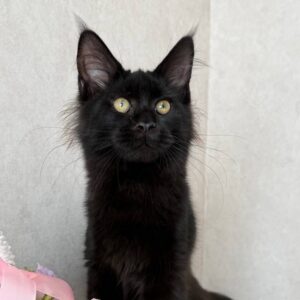 Black Maine Coon kitten