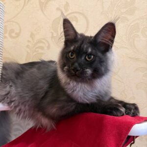 Black Smoke female maine coon