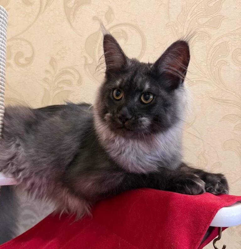 Black Smoke female maine coon