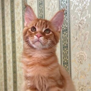 Red Tabby Maine Coon Kitten