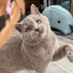 Ummi British Shorthair kitten