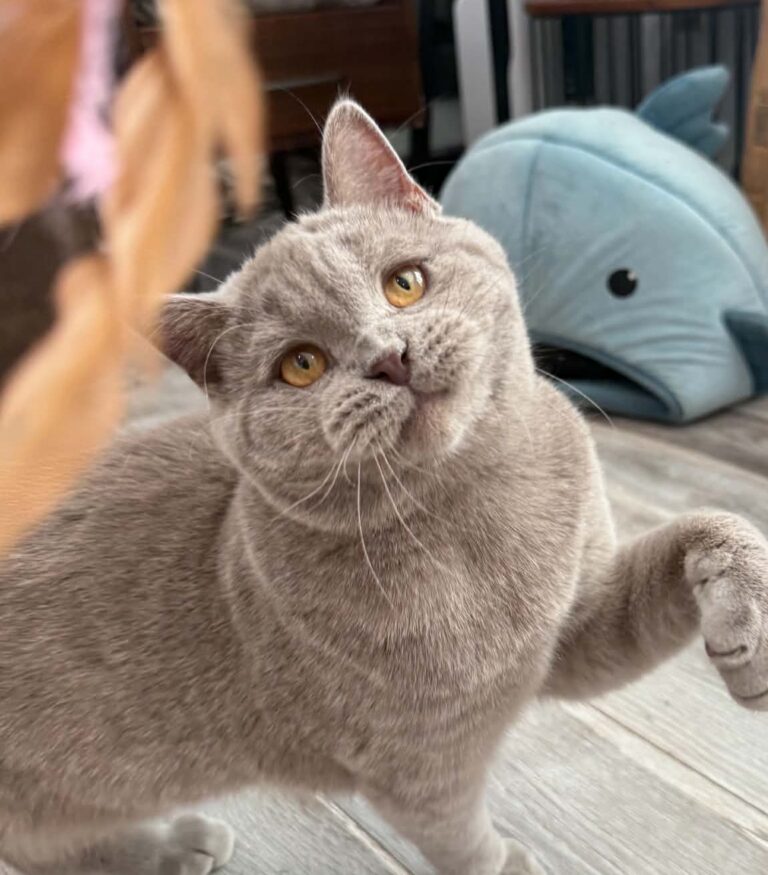 Ummi British Shorthair kitten