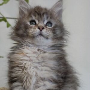 Dina-Female