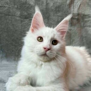Lina-Female