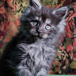 Clover-Female