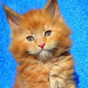 Melvin-Male