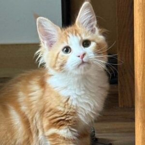 Kona-Female