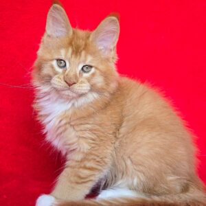 Tommy-Male