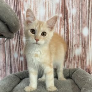Maui-Female