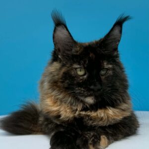 Afina tortoiseshell Maine Coon female