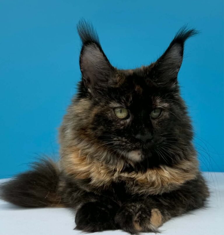 Afina tortoiseshell Maine Coon female