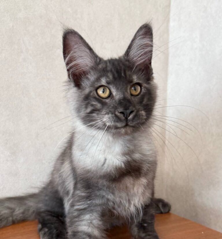 Black Smoke Maine Coon