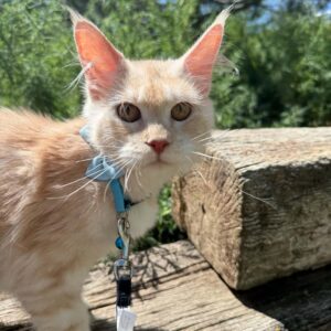 Maui-Female
