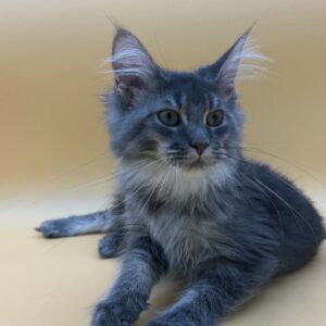 Blue Silver Tabby male Maine Coon