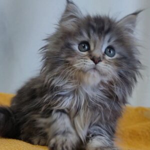 Dori-Female