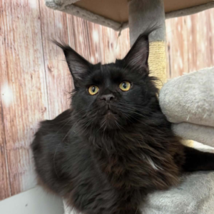 Nemo Black Maine Coon