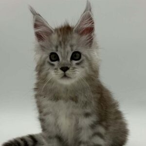 Tamila-Female