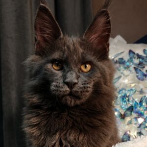 Sapphire-Male