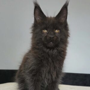Margarita-Female