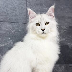 Zephir-Male