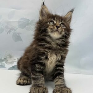 Boris-Male