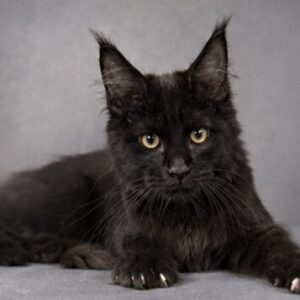 Black Maine Coon kitten for sale