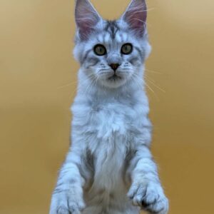 Tiffany polydactyl black silver tabby Maine Coon kitten