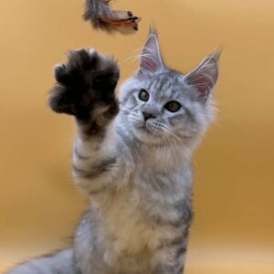 Tarus black silver male Maine Coon kitten with tufted ears