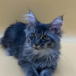 Gong blue tabby male Maine Coon kitten