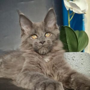 Luna, blue female Maine Coon