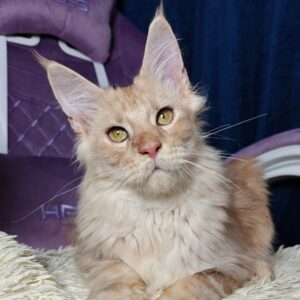 Red Silver Maine Coon male