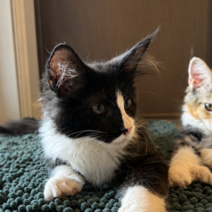 Black and white Maine Coon