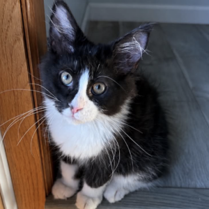 Black and white Maine Coon