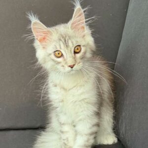 Trinity-Female