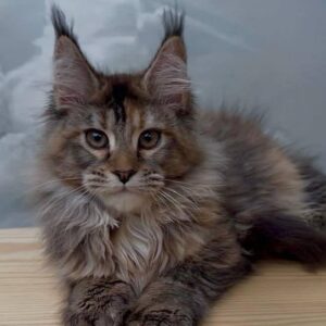 Caramelka-Female