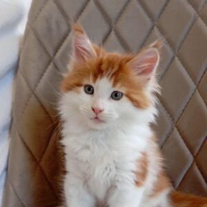 Klaus-Male