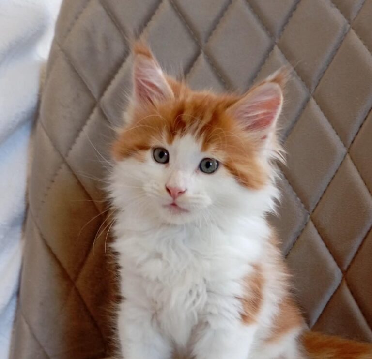 Klaus red and white Maine Coon kitten