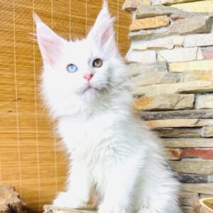 Kassia-Female