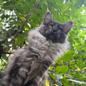 Rocky-Male