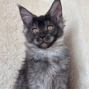 Black smoke Maine Coon kitten
